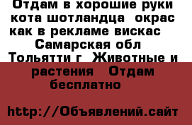 Отдам в хорошие руки кота шотландца (окрас как в рекламе вискас) - Самарская обл., Тольятти г. Животные и растения » Отдам бесплатно   
